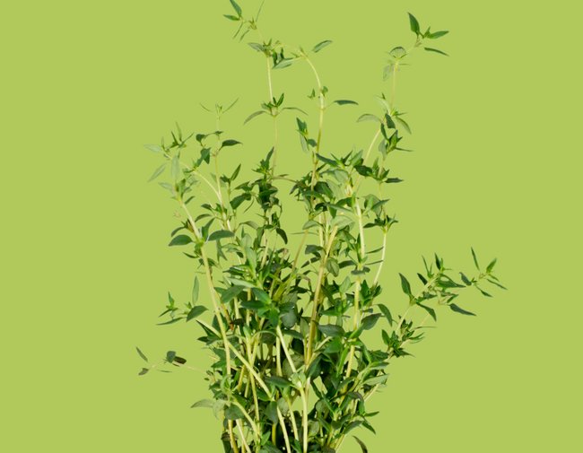Thyme