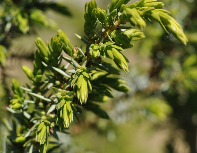 Juniper