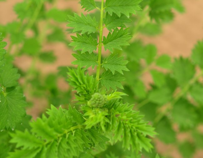 Salad burnet