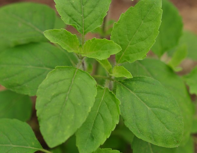 Hot basil