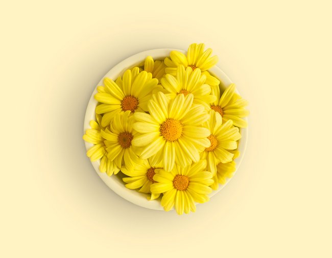 Daisy yellow