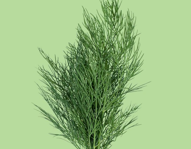 Dill